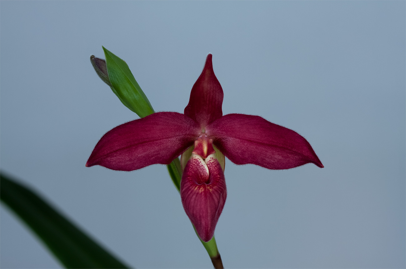 Phragmipedium Scarlet O'Hara ( besseae x Jason Fischer ) Phragmi_Scarlet_O'Hara