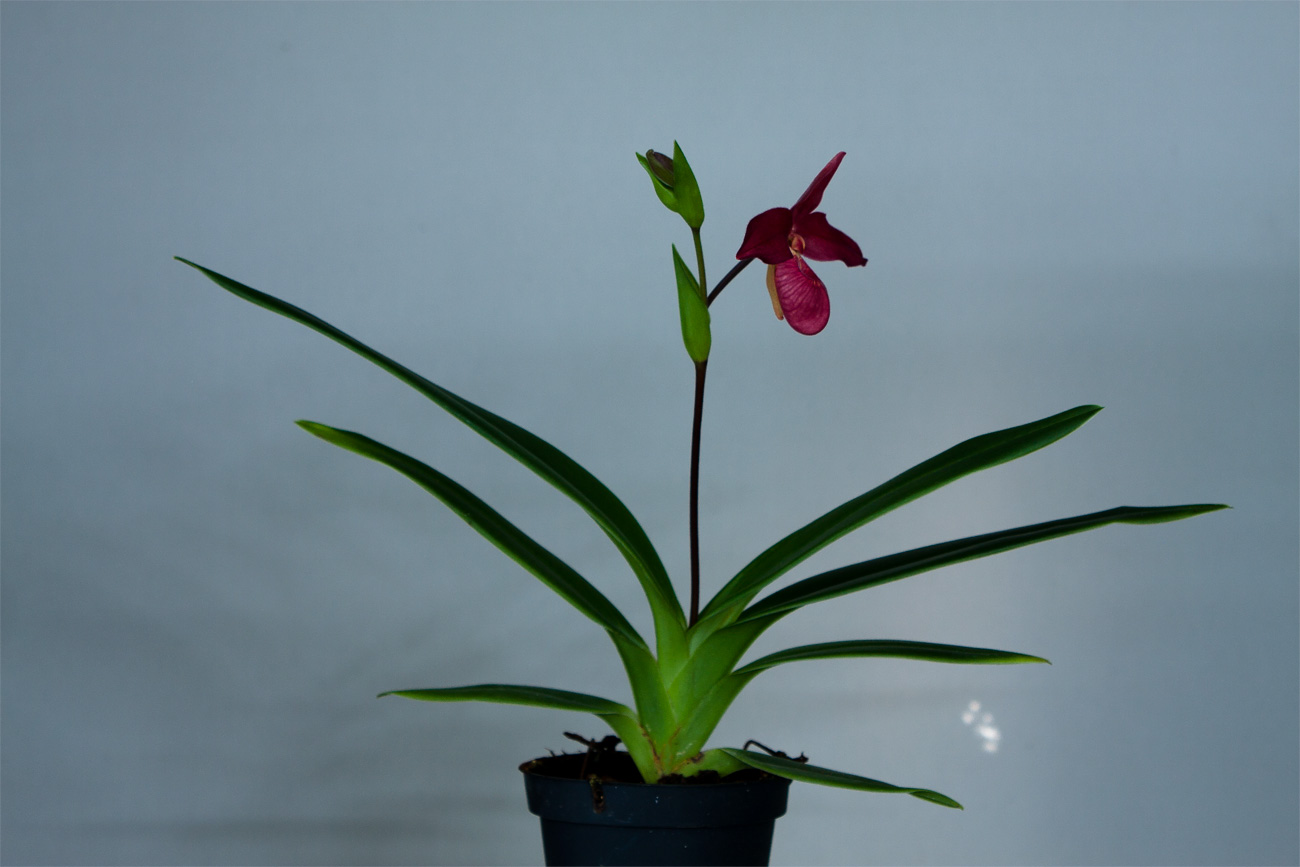 Phragmipedium Scarlet O'Hara ( besseae x Jason Fischer ) Phragmi_Scarlet_O'Hara_2