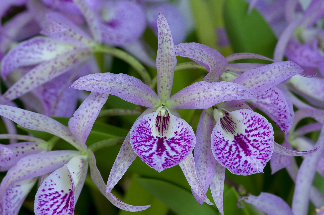 Brassanthe Maikai ‘Mayumi’