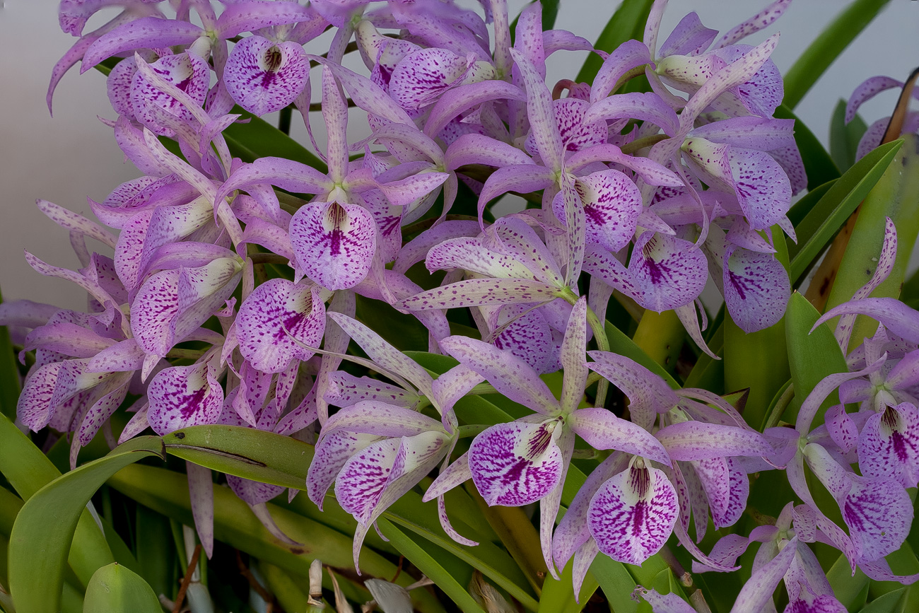 Brassanthe Maikai ‘Mayumi’ ( Brassavola nodosa x Cattleya bowringiana