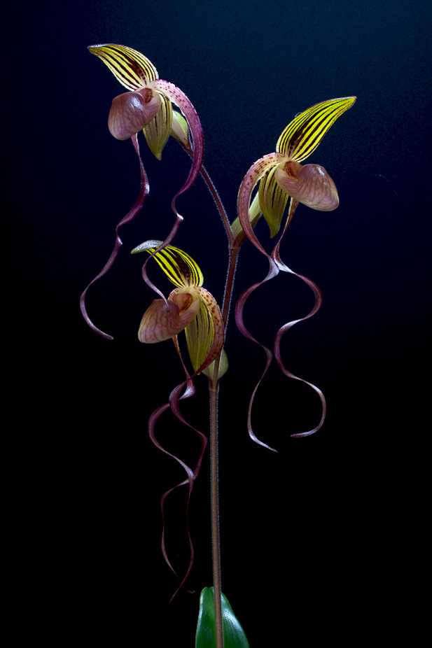 Paphiopedilum Asendorfer Gigant ( gigantifolium x Michael Koopowitz ) Gigantifolium_x_mk5