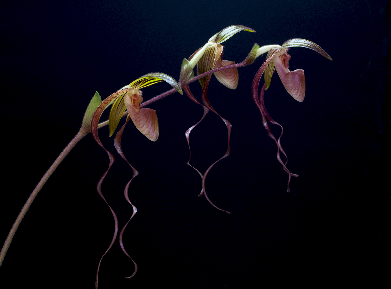 Paphiopedilum Asendorfer Gigant ( gigantifolium x Michael Koopowitz ) Gigantifolium_x_mk6