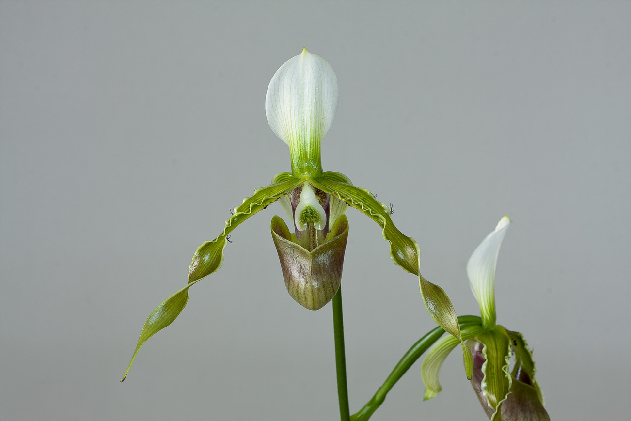 Paphiopedilum dianthum | Slippertalk Orchid Forum