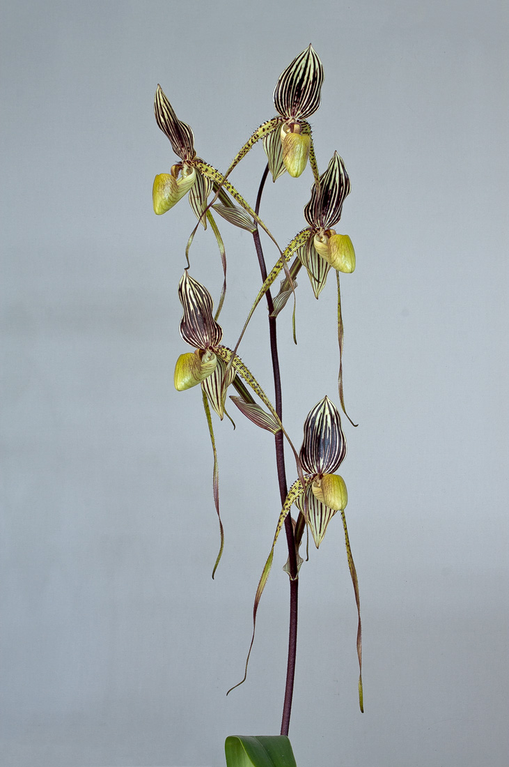 Paphiopedilum philippinense x praestans Phil_praes5